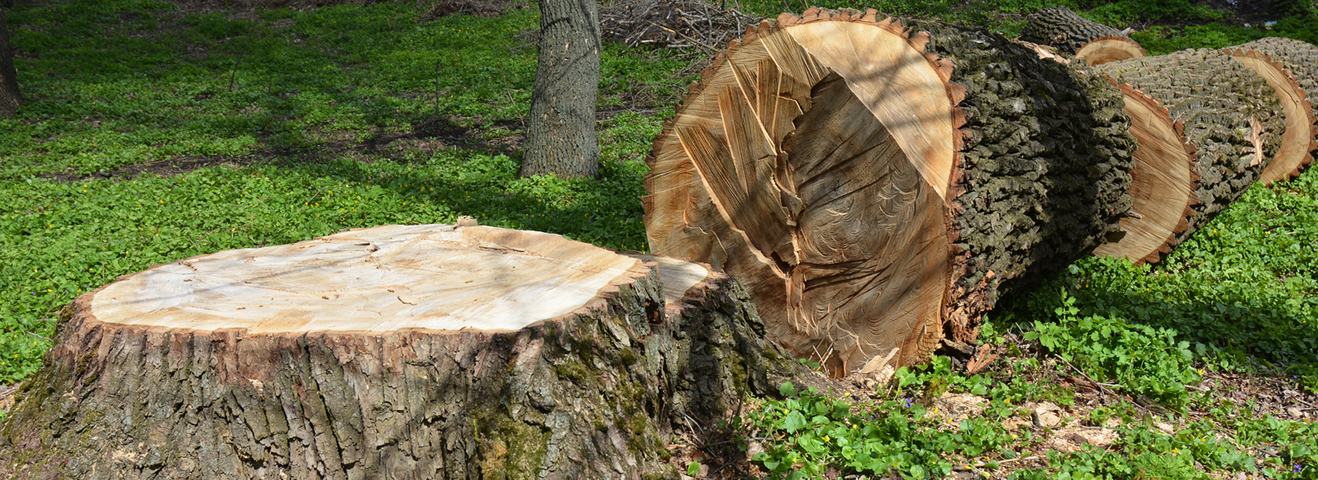 cover tree stump