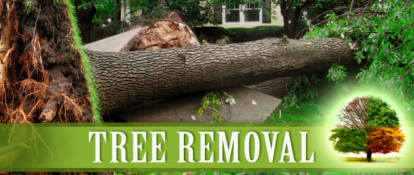 tree-removal